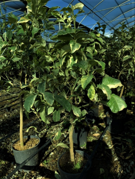 Panaschierte Zitrone - Buntlaubige Zitrone - Citrus limon 'variegatis'- 130cm