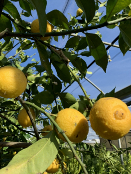 Volkamer-Zitrone  - Citrus volkameriana - Hochstamm -150cm