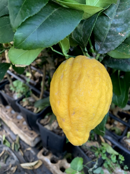Zitronat-Zitrone 'Cedro di Firenze‘ -  Citrus medica  'Cedro di Firenze'