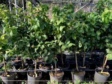 Zitronatzitrone 'Vozza Vozza‘ - 130cm - Citrus limon x Citrus grandis 'Vozza Vozza' - Cedro - Ätna-Zitrone
