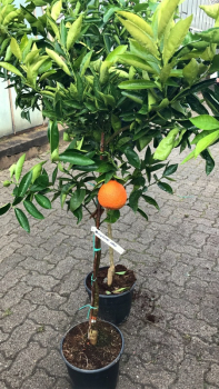 Satsuma Myagawa - Citrus unshiu 'Myagawa' -140cm - frosttolerante Mandarine - 8°C