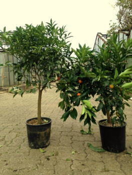 Mandarine - Mandarinenbaum - Citrus reticulata - Hochstamm 190cm - XXL