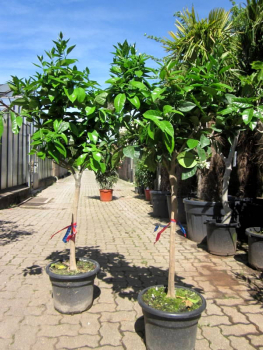 Blutorange Tarocco - Citrus sinensis 'tarocco' - 170cm - Blutorangenbaum