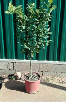 Orangenbaum - Citrus sinensis - 150cm