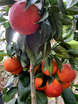 Moro-Blutorange - Citrus sinensis 'Moro'- 140cm