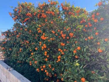 Blutorange Tarocco - Citrus sinensis 'tarocco' - 170cm - Blutorangenbaum