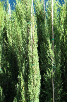 Preview: 3x Mittelmeerzypresse - Säulenzypresse - Mittelmeer-Zypressen - 170cm  - Cupressus sempervirens