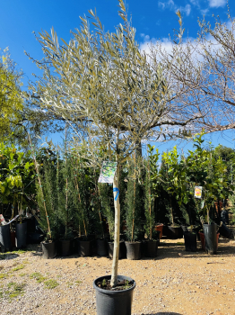 Olivenbaum - Olive - Olea europeae 180cm -- Stammumfang 10-12cm
