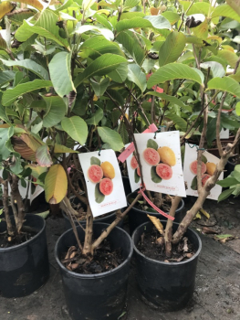 Echte Guave  -  Gelbe Guave -  Psidium guajava - Busch