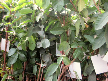 Echte Guave  -  Gelbe Guave - 130cm  - Psidium guajava