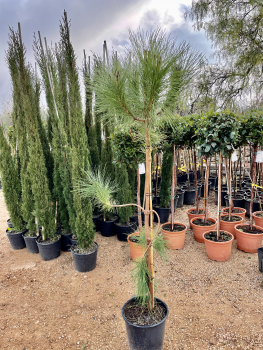Mittelmeer-Pinie  - Pinus Pinea 120 cm - Pinienbaum