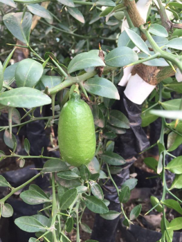 Gelbe australische Fingerlimette - 150cm Microcitrus australasica - Faustrime