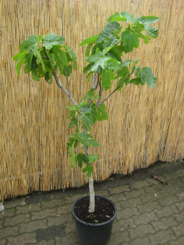 Bananenfeige - Ficus carica 'Longue d'Aout' -  Feigenbaum - sehr winterhart -170cm