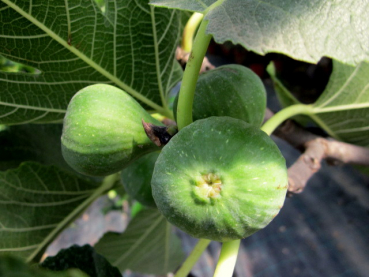 Feigenbaum Madeleine de deux Saison-150cm - Ficus carica 'Madeleine de deux Saison' - 2x tragende Feige - winterhart