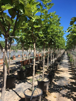 Feigenbaum - Ficus carica 'Brown turkey' - Feige - Pfälzer Fruchtfeige