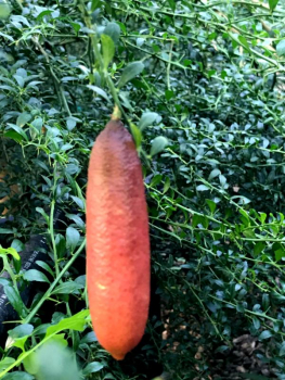 Australische Fingerlimette  - Microcitrus australasica 'Pink Ice' - 100cm - Kaviarlimette
