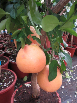 Rosa Grapefruit - Citrus paradisi 'Star ruby' - Grapefruitbaum - 150cm