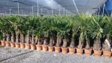 ANGEBOT!!!  Chinesische Hanfpalme - Trachycarpus fortunei -180cm - StH 45cm - winterharte Palme