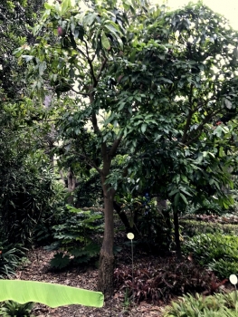Mango - Mangifera indica - Mangobaum - veredelt - 120cm