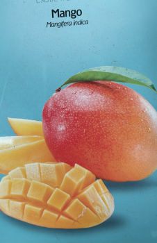 Thailändische Mango Nam Doc Mai - Mangifera indica - Mangobaum - veredelt - 120cm