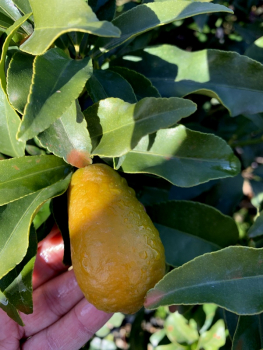 Indio Mandarinquat - grosse, süsse Kumquat - kernlos - essbare Schale - winterhart -8°C