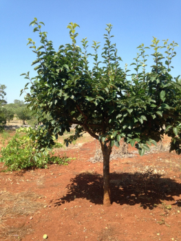 Kaki Sharon- Diospyros kaki 'Sharon'-Kakibaum