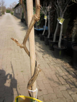 Preview: Kiwi männlich - Befruchter für Kiwi Hayward - Actinidia chinensis