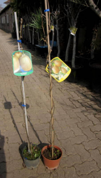 Kiwi, Actinidia deliciosa
