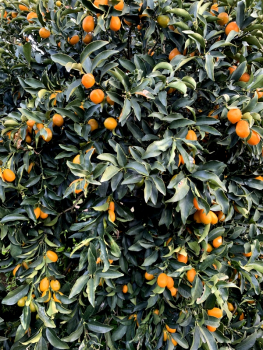 Kumquat -  Ovale Kumquat - Fortunella margarita - Kumquatbaum - 130cm -
