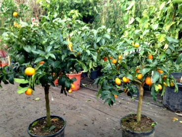 Kumquat -  Ovale Kumquat -Fortunella margarita - Kumquatbaum 100cm