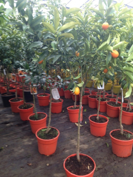 Kumquat -  Ovale Kumquat - Fortunella margarita - Kumquatbaum - 130cm -