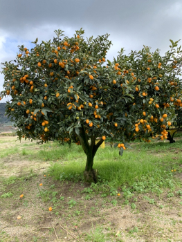 Ovale Kumquat -  Fortunella margarita - 100cm