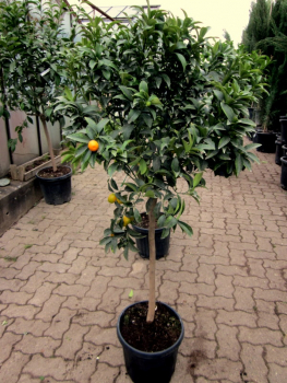 Ovale Kumquat -  Fortunella margarita - 170 cm extra
