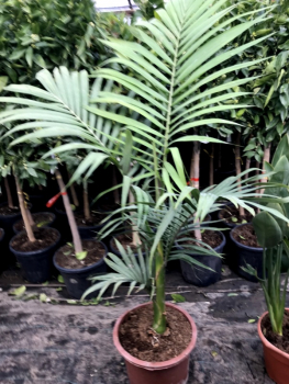 Königspalme - Archontophoenix alexandrae - Feuerpalme - Alexanderpalme