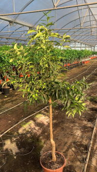 Limequat - Citrus aurantifolia x Fortunella margarita - Limequatbaum extra!! - 180cm