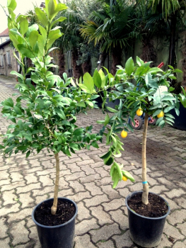 Limequat - Citrus aurantifolia x Fortunella margarita - 140cm