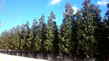 Magnolie - Magnolia grandiflora 'Galissoniere'  - immergrüne Magnolie - 150cm