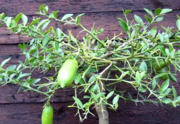 Gelbe australische Fingerlimette - 150cm Microcitrus australasica - Faustrime