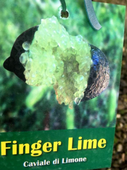 Australische Fingerlimette -- grün-- Microcitrus australasica -- Kaviarlimette -- Fingerlime