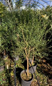Australische Fingerlimette -- grün-- 150 cm Microcitrus australasica -- Kaviarlimette -- Fingerlime