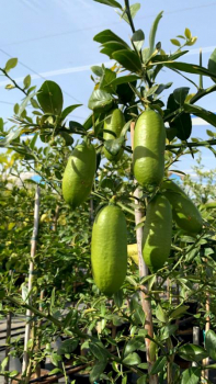 Gelbe australische Fingerlimette - 180cm Microcitrus australasica - Faustrime