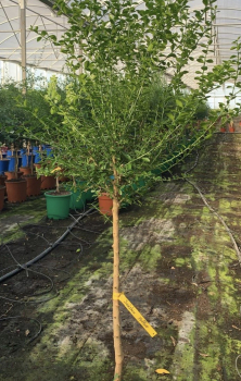 Microcitrus australasica SUNSHINE YELLOW- australische Fingerlimette - Fingerlime - Kaviarlimette