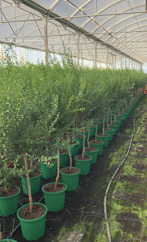 Microcitrus australasica SUNSHINE YELLOW- australische Fingerlimette - Fingerlime - Kaviarlimette