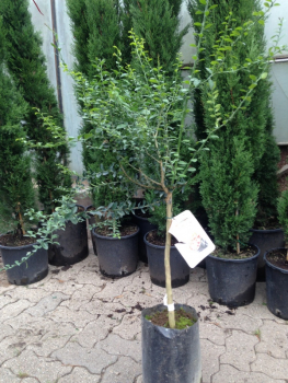 Australische Fingerlimette -- GREEN BLACK-- Microcitrus australasica -- Kaviarlimette