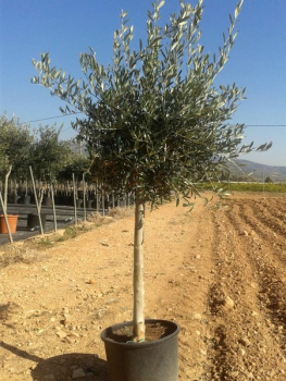 Olivenbaum - Olive - Olea europeae 180cm -- Stammumfang 12-14cm
