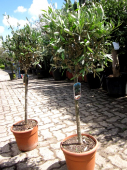 Olivenbaum - 170cm - Olive - Olea europeae - Stammumfang 10cm