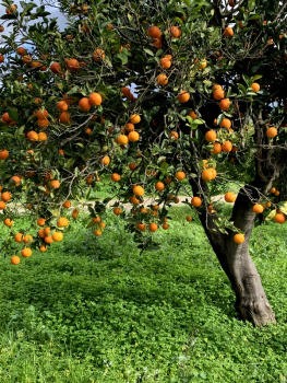 Bitterorange - Citrus aurantium --130cm -