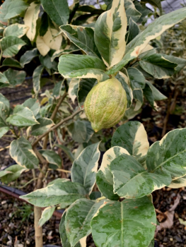 Panaschierte Zitrone - Buntlaubige Zitrone - Citrus limon 'variegatis'- 130cm