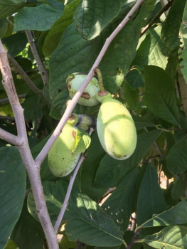 Indianerbanane - Asimina Triloba 'SUNFLOWER'- selbstfruchtend - Paw Paw -150cm