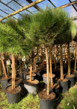 Mittelmeer-Pinie - Pinus Pinea 170cm - Pinie extra
